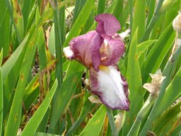bel_iris_20211127_1269322308